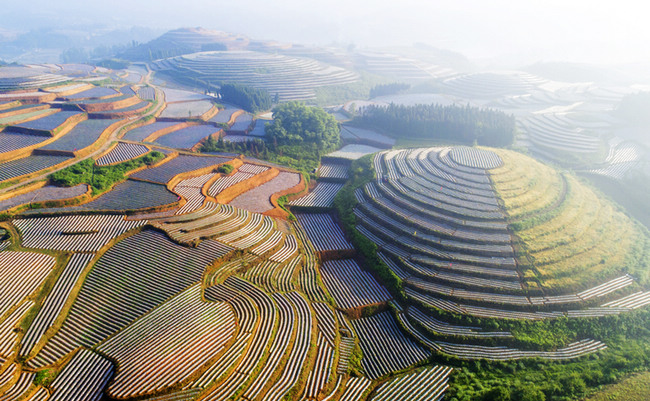 800畝辣椒規模化種植基地