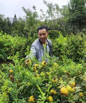 貴州黔南：生態(tài)刺梨迎豐收 百姓增收喜開(kāi)顏