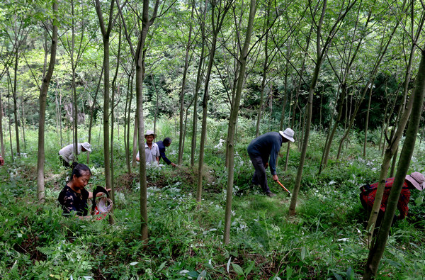 村民在給黃柏樹除草。