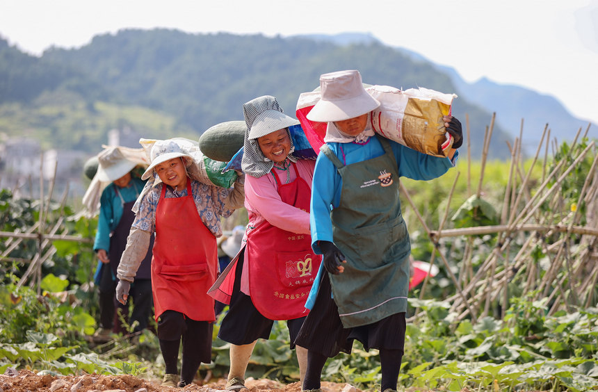 8月23日，村民在搬運(yùn)采收的冬瓜。