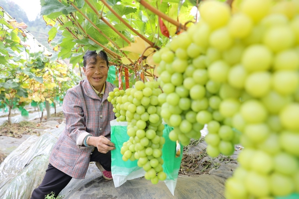 七星關區(qū)燕子口鎮(zhèn)大田村葡萄基地農戶正在采收。李杰攝