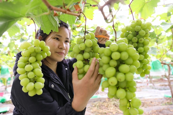 七星關區(qū)燕子口鎮(zhèn)大田村葡萄基地 農戶正在采收。李杰攝