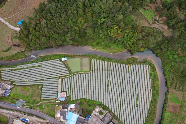 七星關區(qū)燕子口鎮(zhèn)大田村葡萄基地。李杰攝