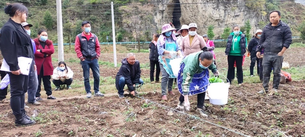 大方縣農(nóng)技專家指導(dǎo)村民種植油菜。