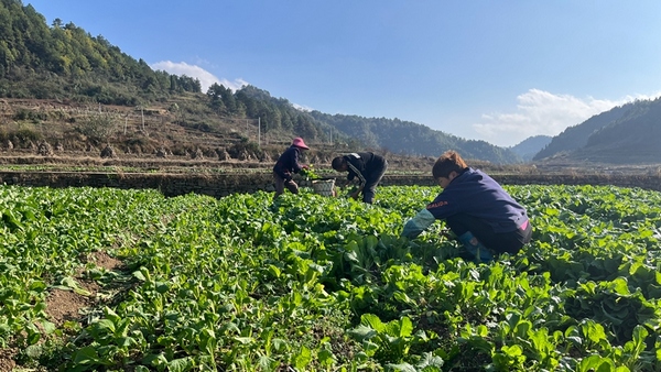 修文縣陽明洞街道程官村的蔬菜種植基地。王曉亞攝