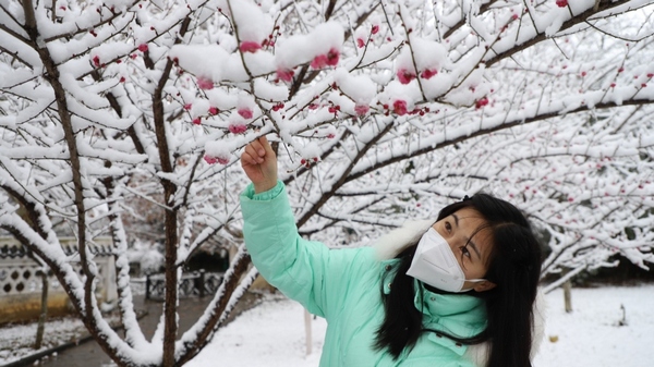 各類大小樹(shù)木一枝枝、一簇簇堆滿瑞雪，疏影橫斜 伍維玉 攝.jpg