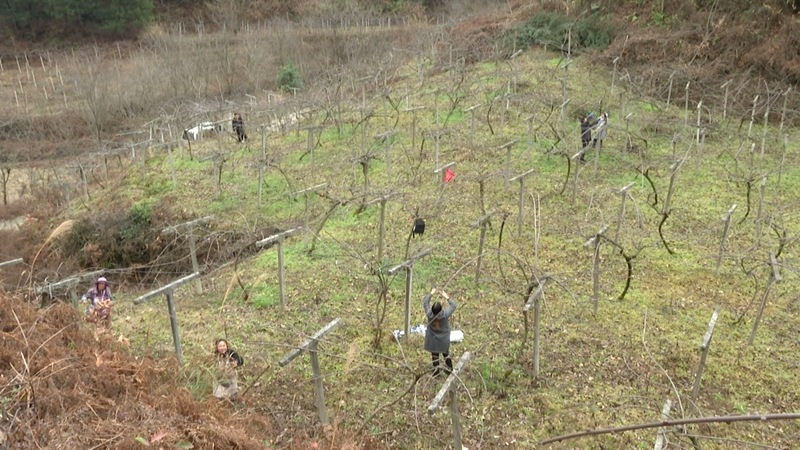 修文獼猴桃基地 郭振東 攝.jpg