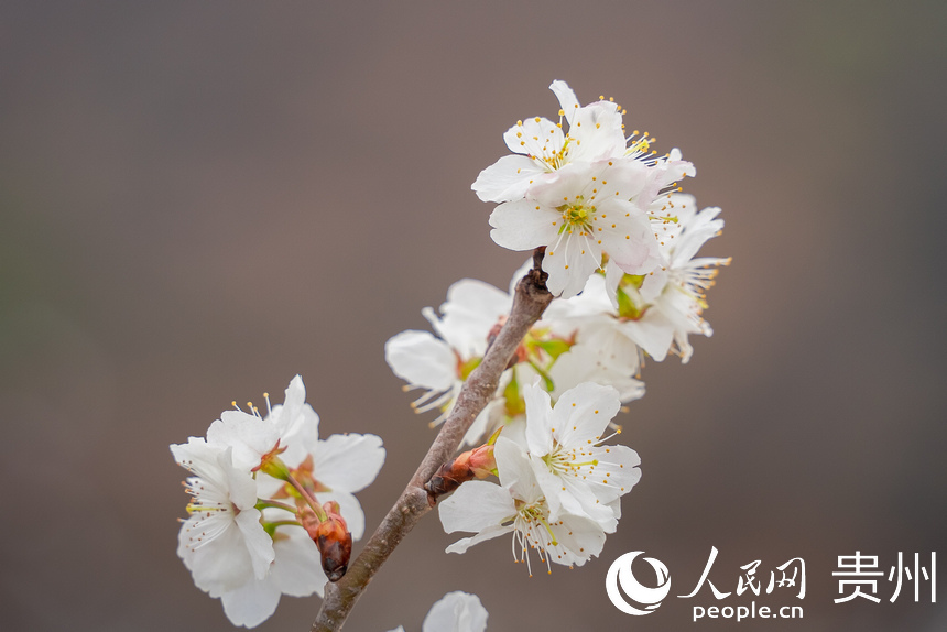 盛開的櫻桃花。人民網(wǎng) 涂敏攝