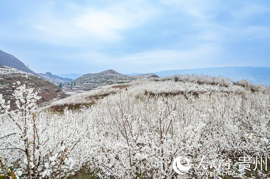 被櫻桃花裝扮的山頭。人民網(wǎng) 涂敏攝