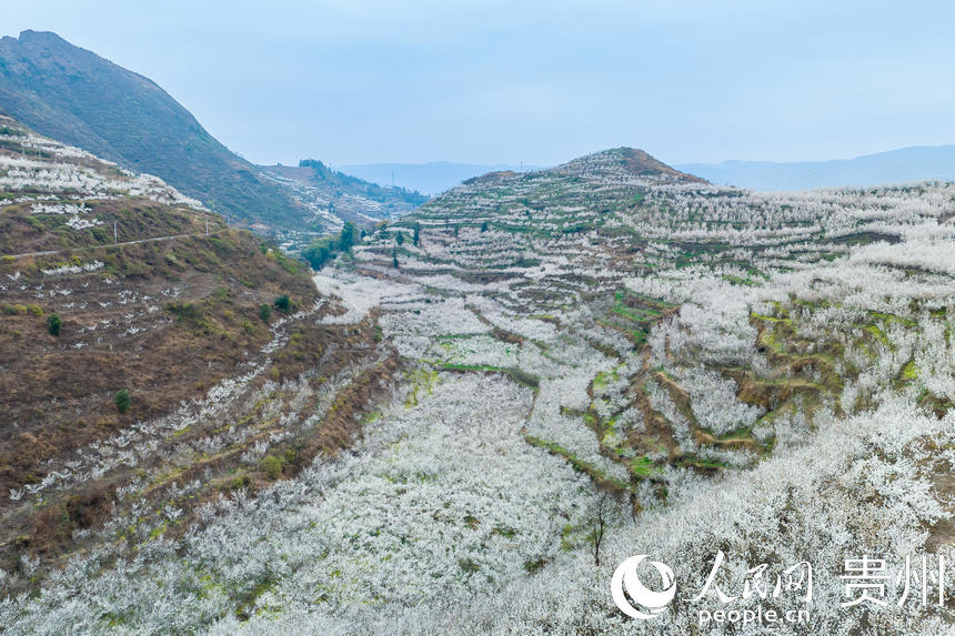 航拍發(fā)耳鎮(zhèn)12000余畝瑪瑙紅櫻桃園。人民網 涂敏攝