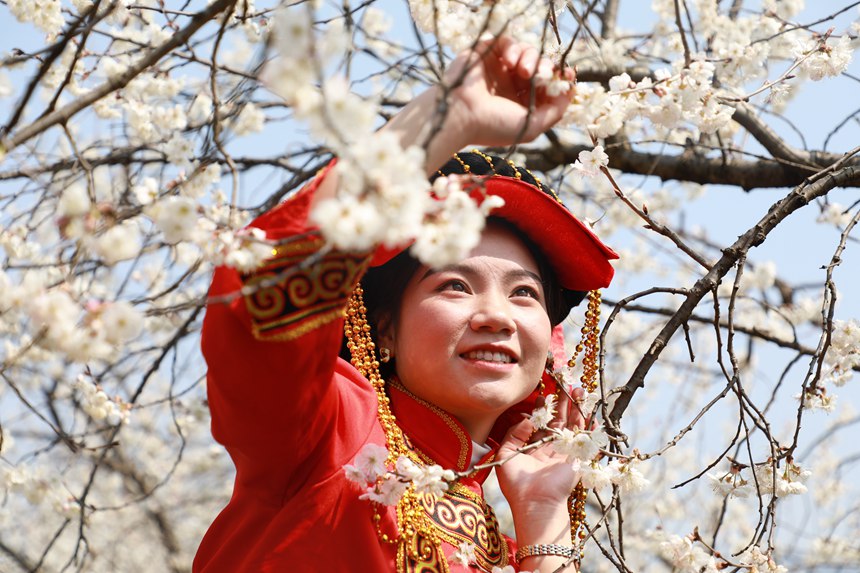 2月27日，一名彝族同胞在貴州省大方縣貓場鎮(zhèn)櫻桃種植基地賞景打卡。周訓(xùn)貴攝