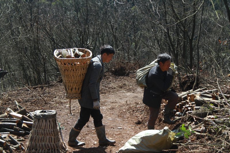 3月13日，村民在貴州省大方縣星宿鄉(xiāng)天麻種植基地運送木材。（鄭永揚 攝）.JPG