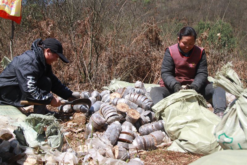 3月13日，村民在貴州省大方星宿鄉(xiāng)天麻種植基地分割菌包。（鄭永揚 攝）.JPG