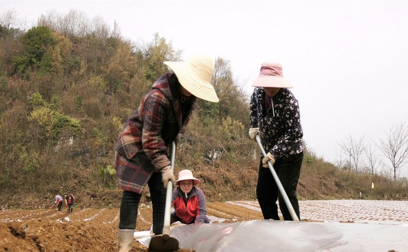 3月16日，大方縣東關(guān)鄉(xiāng)羅寨社區(qū)烤煙基地工人們正在覆膜。（司玉坤 攝）.jpg