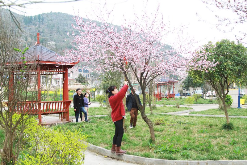 3月16日，游客在貴州省大方縣馬場鎮(zhèn)溪水人家生態(tài)農(nóng)莊廣場上賞花的游客。 （鄭永揚(yáng) 攝）.jpg