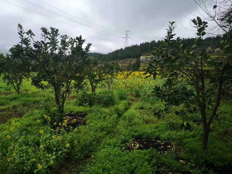 邵家橋鎮(zhèn)春暉林柚子基地。