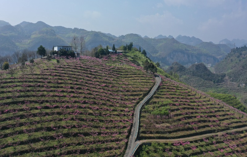 3月23日，貴州省大方縣貓場(chǎng)鎮(zhèn)花果山果園航拍。李靈攝