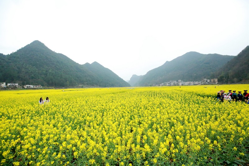 油菜花開。陳勝剛攝