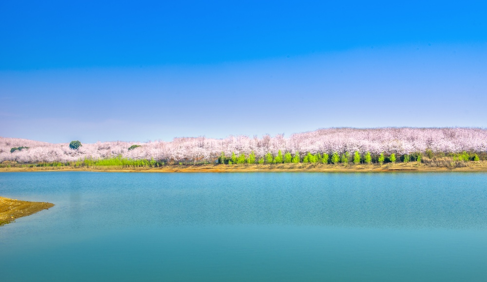 《櫻花湖畔》。貴州省文旅廳供圖