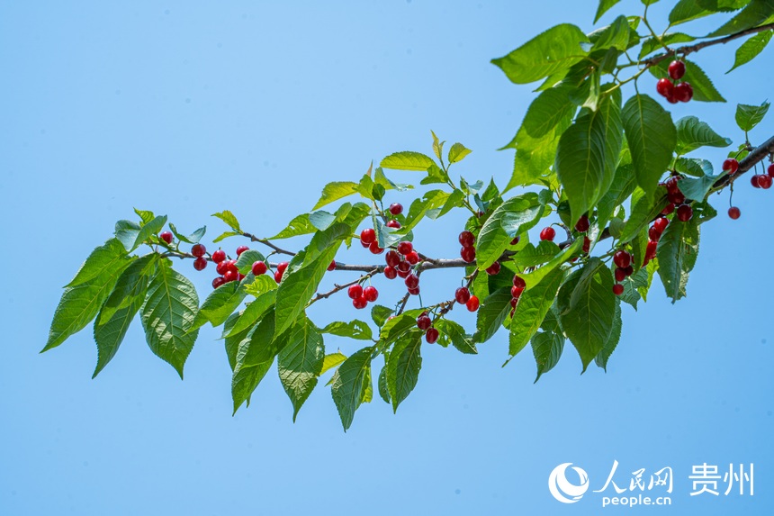 近日鎮(zhèn)寧天氣良好，有利于櫻桃的采摘。人民網(wǎng) 陽茜攝