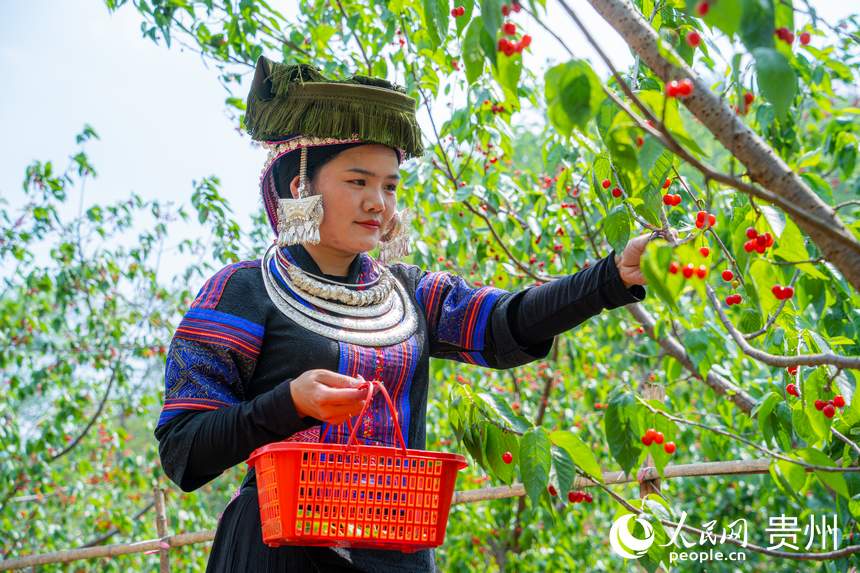 游客身穿少數(shù)民族服飾前來體驗(yàn)采摘樂趣。人民網(wǎng) 陽茜攝