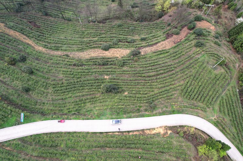 4月13日，貴州省大方縣果瓦鄉(xiāng)茶葉基地航拍。（王紅蘭 攝）.jpg