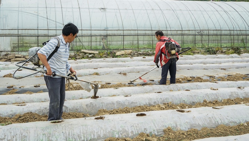 村民正在打窩。