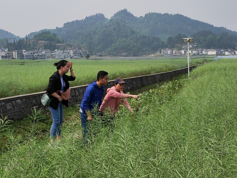 省農(nóng)業(yè)農(nóng)村廳植保植檢站研究員到油菜基地查看油菜長(zhǎng)勢(shì)情況.jpg