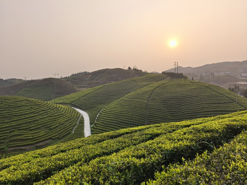 譙家鎮(zhèn)茶園一角。 田霞飛攝.jpg