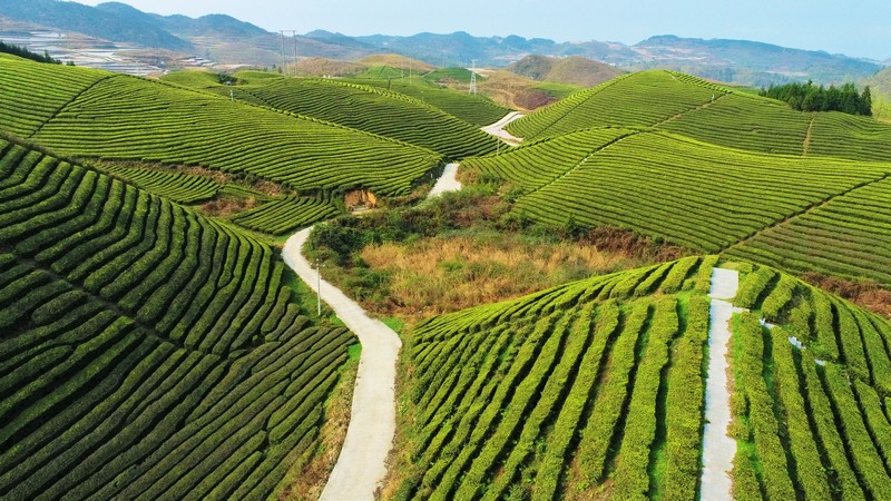 譙家鎮(zhèn)連片的茶山。 田霞飛 攝.jpg