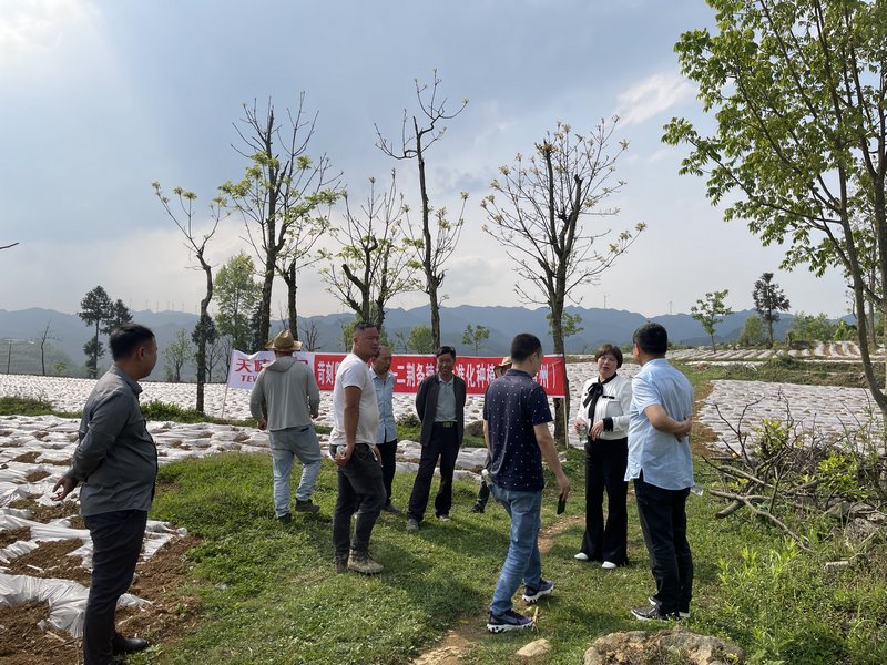 4月21日，四川天味食品集團(tuán)股份有限公司相關(guān)負(fù)責(zé)人在貴州舉利現(xiàn)代農(nóng)業(yè)專業(yè)合作社辣椒種植基地調(diào)研。周訓(xùn)貴攝 (2).jpg.jpg