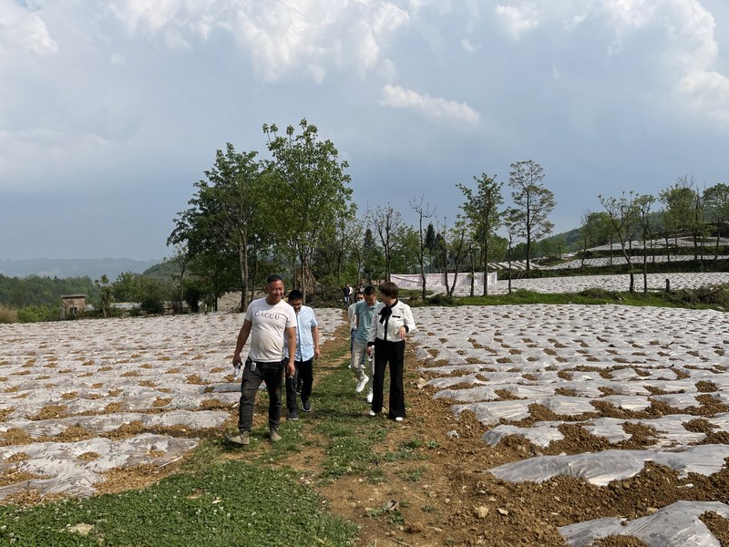 4月21日，四川天味食品集團(tuán)股份有限公司相關(guān)負(fù)責(zé)人在貴州舉利現(xiàn)代農(nóng)業(yè)專業(yè)合作社辣椒種植基地調(diào)研。周訓(xùn)貴攝 (3).jpg