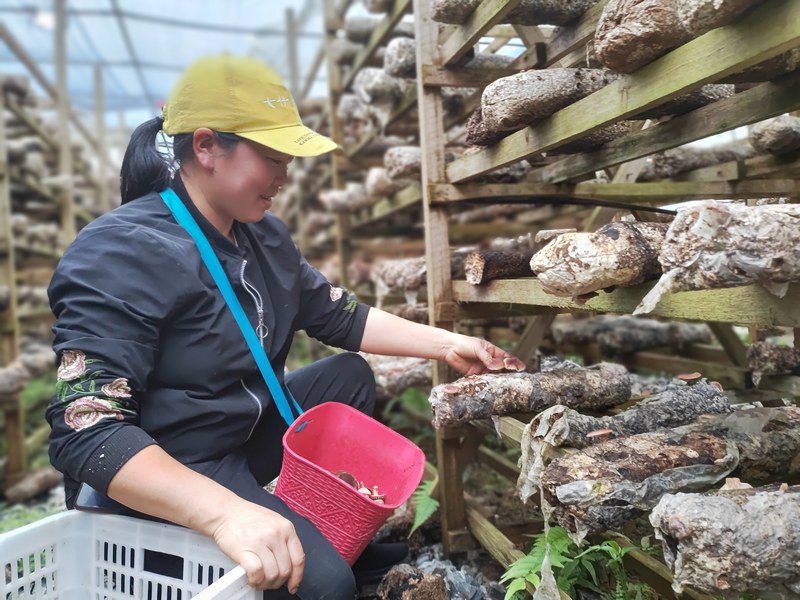 4月22日，村民在貴州省大方縣達溪鎮(zhèn)椒子山村食用菌基地采摘成熟的馬桑菌。鐘歡 攝.jpg