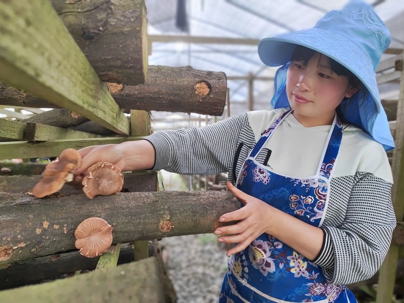 4月22日，村民在貴州省大方縣達溪鎮(zhèn)椒子山村食用菌基地采摘馬桑菌。鐘歡 攝.jpg