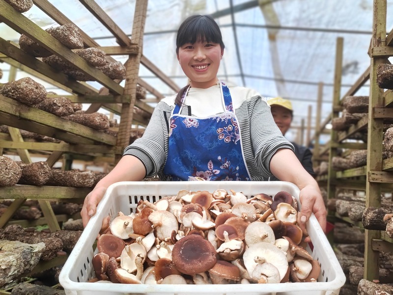 4月22日，貴州省大方縣達溪鎮(zhèn)椒子山村食用菌基地采摘的村民展笑顏。鐘歡 攝.jpg