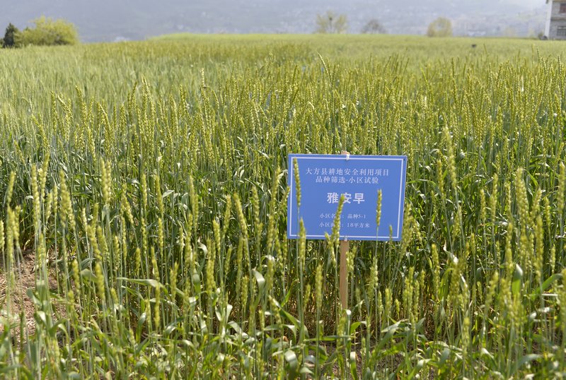 4月26日，貴州省大方縣長石鎮(zhèn)楊柳社區(qū)“雅安早”小麥種植基地。鄭吉軍攝