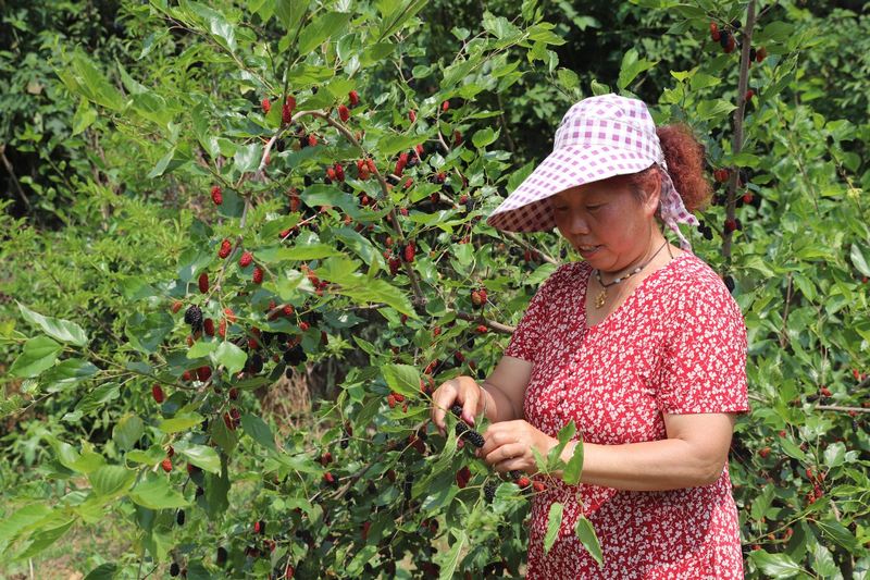 2023年5月5日清鎮(zhèn)市鴨甸河村村民張子秀在自家的桑葚園采摘桑葚（王磊攝）.jpg