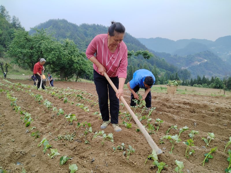 沿河自治縣和平街道山坪村群眾在地里種植紅薯苗。