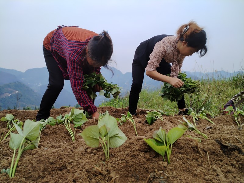 沿河自治縣和平街道山坪村群眾在地里種植紅薯苗。