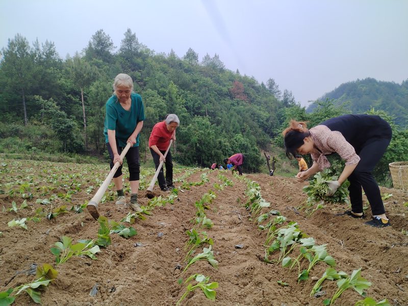 沿河自治縣和平街道山坪村群眾在地里種植紅薯苗。