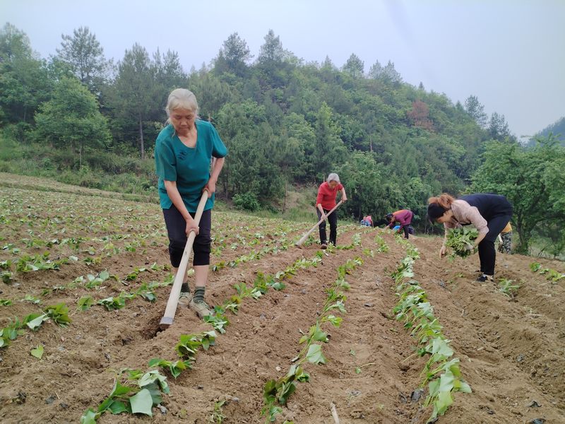 沿河自治縣和平街道山坪村群眾在地里種植紅薯苗。