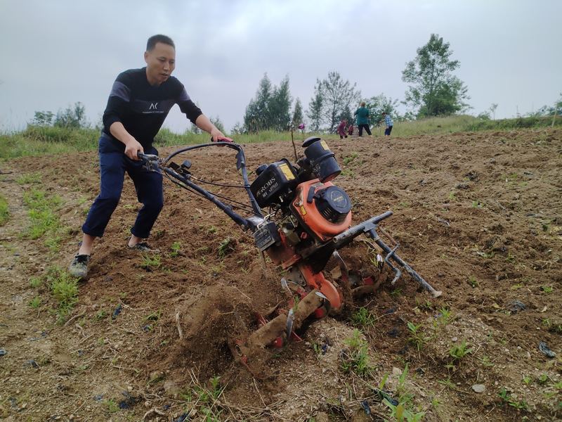 沿河自治縣和平街道山坪村群眾在地里種植紅薯苗。