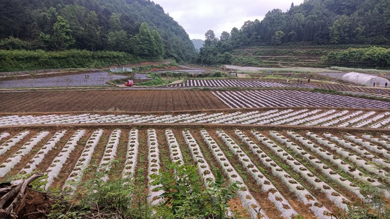 修文縣六屯鎮(zhèn)陸豐村辣椒苗正在移栽。