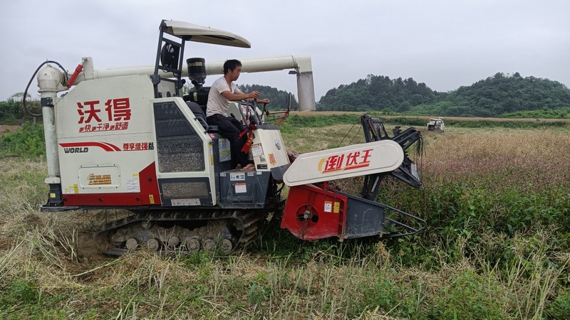 收割機(jī)“轟隆轟隆”在油菜種植基地來回馳騁 姜繼恒 攝.jpg