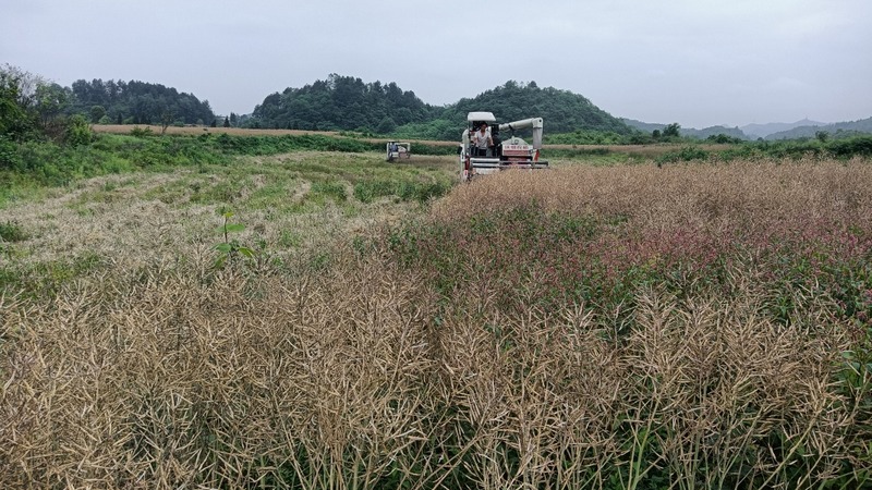 油菜籽基地 姜繼恒 攝.jpg