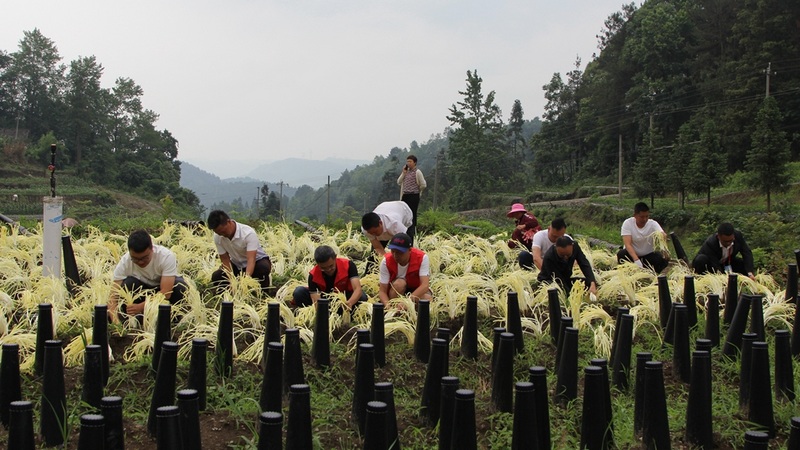 大木村通過貴州大學農(nóng)學院的技術指導和貴州兩山民潤農(nóng)業(yè)開發(fā)有限公司保底價收購 查姜維 攝.jpeg