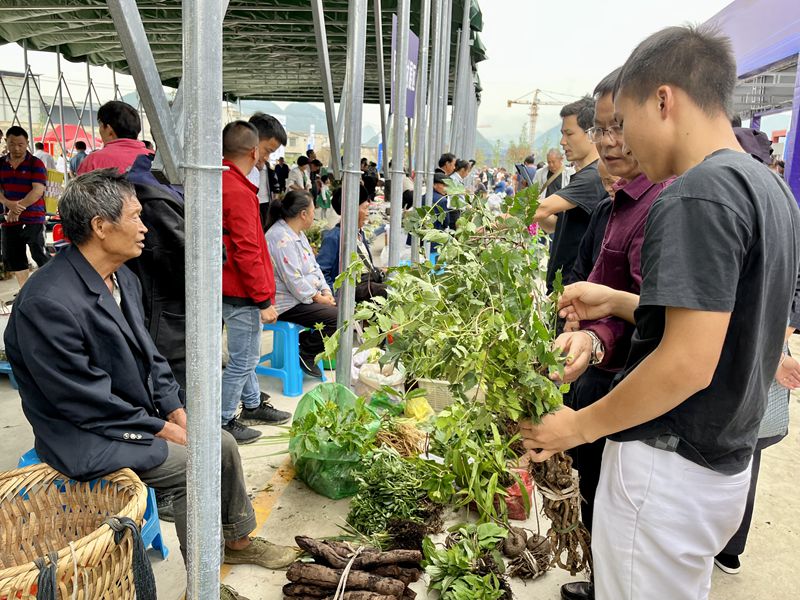 2.客商在集散中心購買中藥材。人民網(wǎng) 李麗萍攝