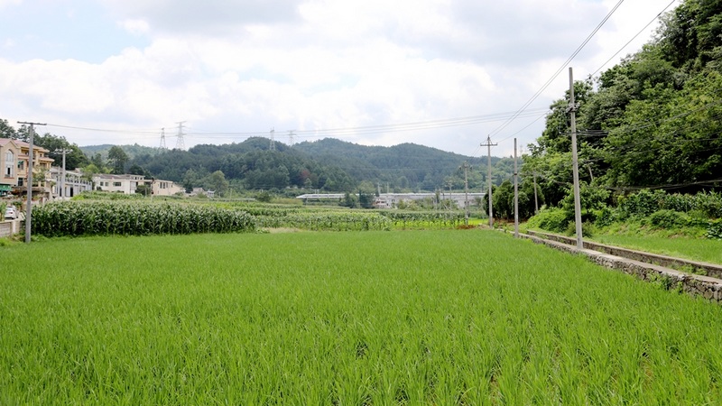 修文縣久長街道永楊村的田野間 文俊入 攝.jpg