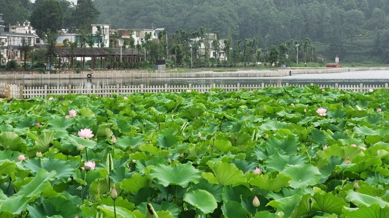 大石布依族鄉(xiāng)石林村，蓮花怒放 姜繼恒 攝.jpeg