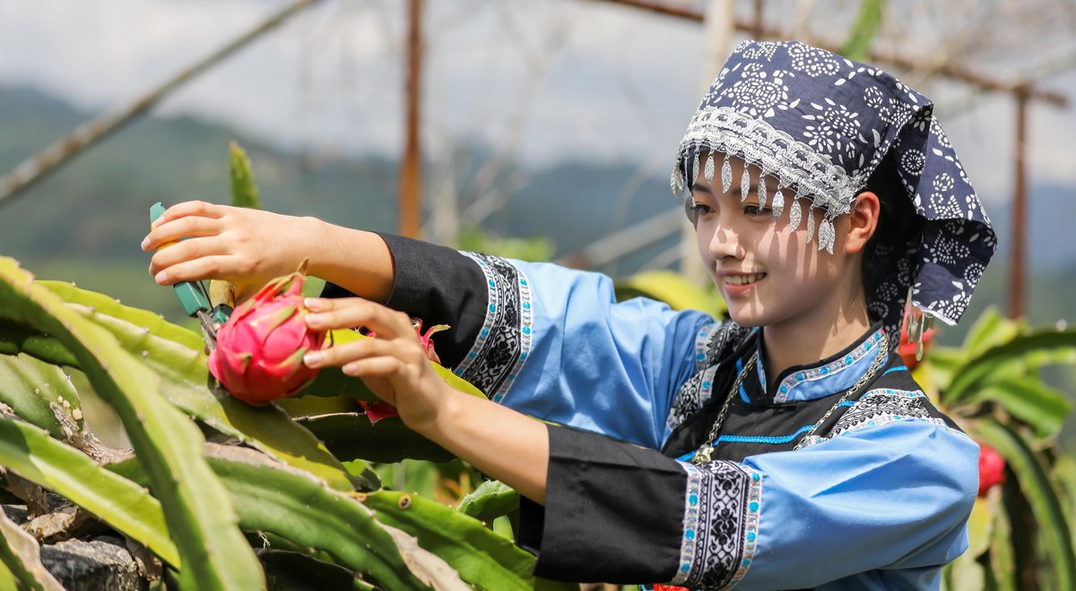 布依少女在貴州省黔南布依族苗族自治州羅甸縣龍坪鎮六一村火龍果種植基地采收火龍果。